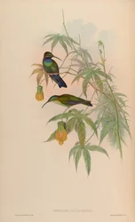 Inolaima schreibersii